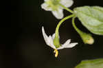 West Indian nightshade